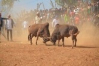 नुवाकोटमा गोरु जुधाइ प्रतिस्पर्धा नहुने  